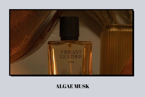 Algae - Musk