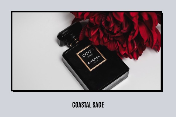 Coastal - Sage