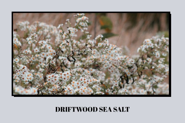 Driftwood - Sea Salt
